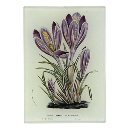 Crocus Vernus
