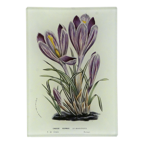 Crocus Vernus