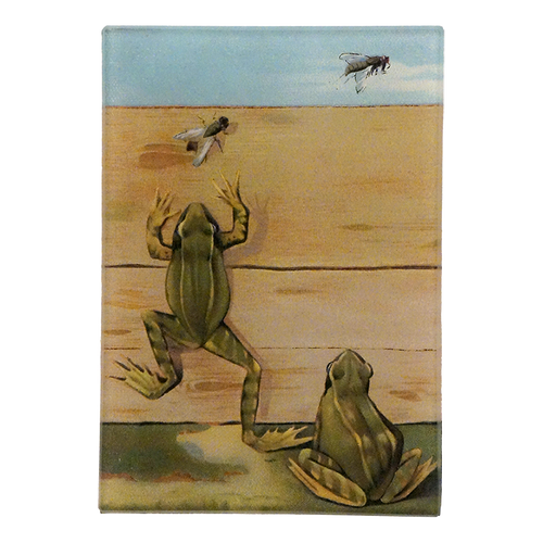 Frogs & Flies