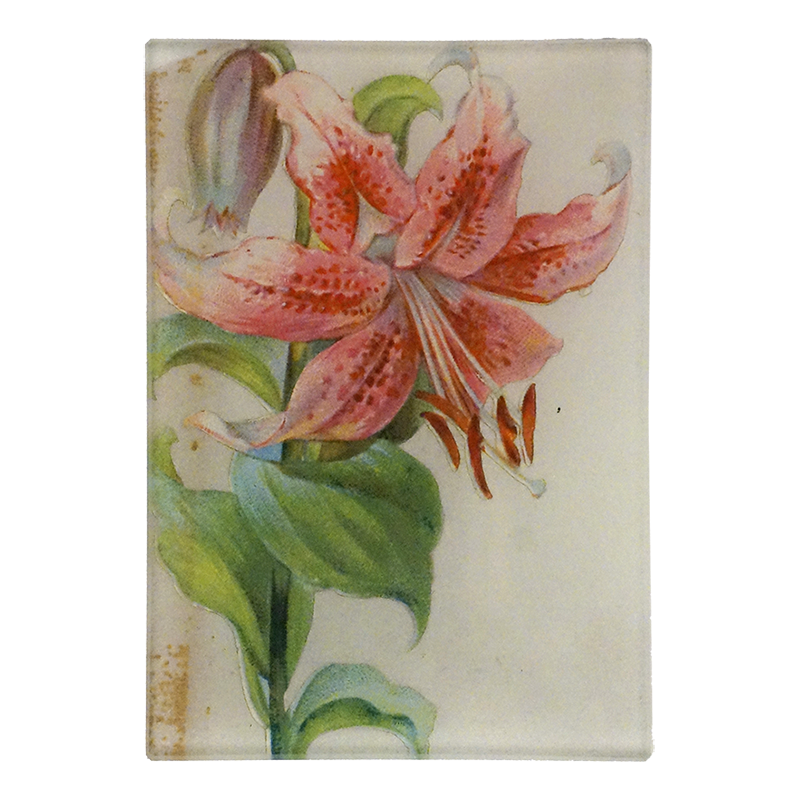 A three and a half inch by five inch vertical rectangle glass tray featuring a vintage botanical illustration of a pink and red lily with green leaves on a cream background.