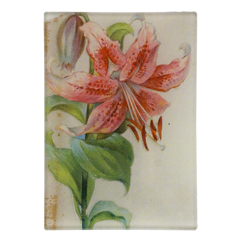 Lily