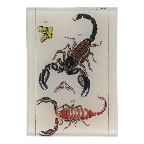 TXLII Scorpions - FINAL SALE