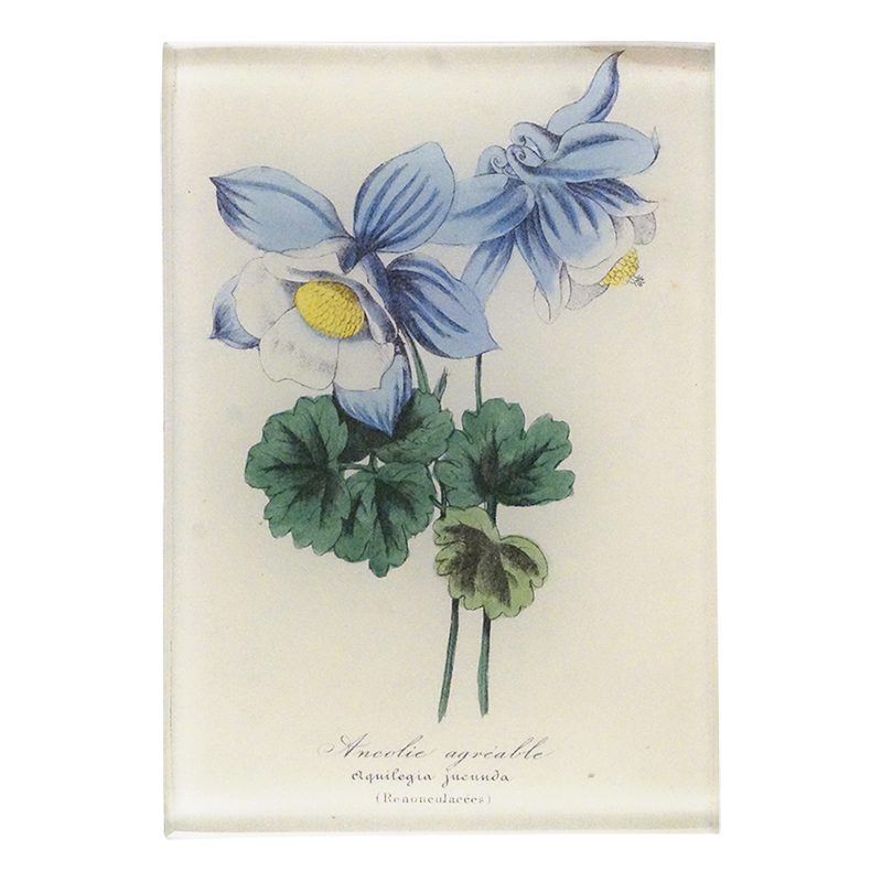 Blue Ancolies with green leaves on a three and a half inch by five inch glass tray.