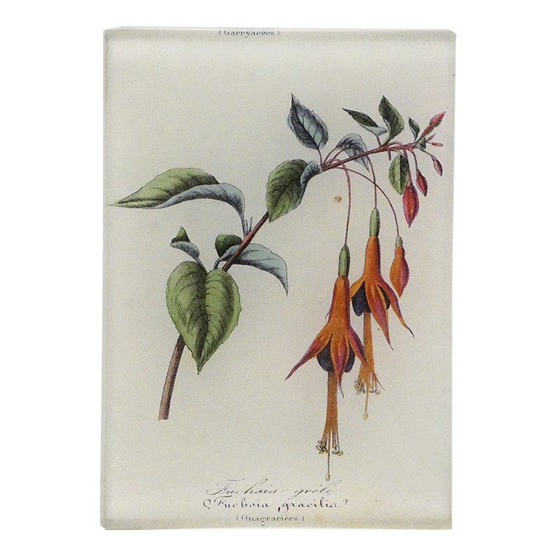 Fuchsia flowers and green leaves on a three and a half inch by five inch glass tray.