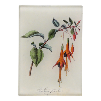 Fuchsia
