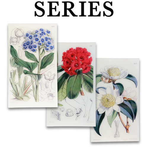 William Curtis Botanicals