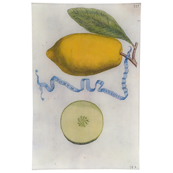 Limon 307