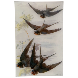 Swallows