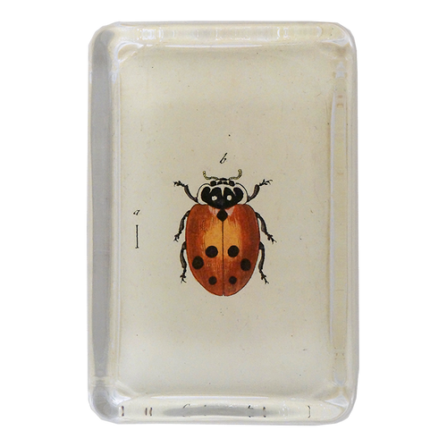 Little Ladybug - FINAL SALE