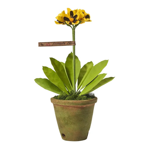 The Green Vase Potted Primula Plant