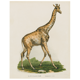 Giraffe in Africa (p 9)