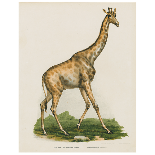 Giraffe in Africa (p 9)