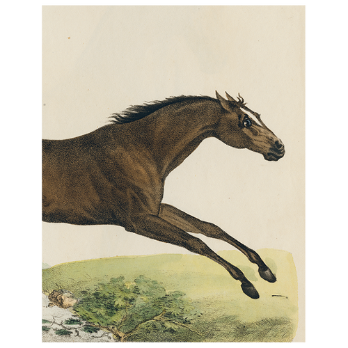 Jumping Horse (p 14)