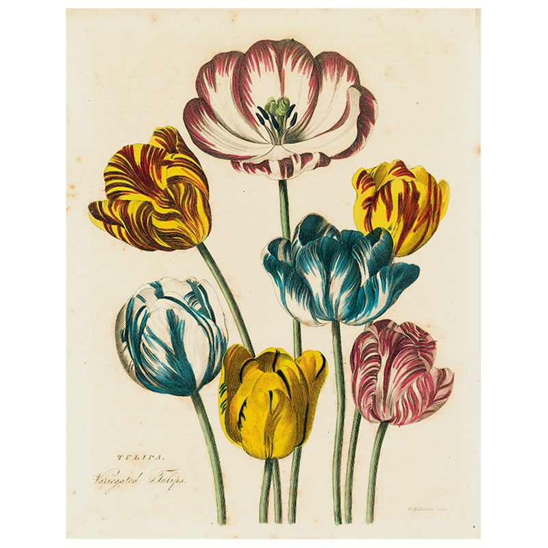 Tulips (p 22)
