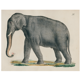 Elephant 76 (p 25) - FINAL SALE