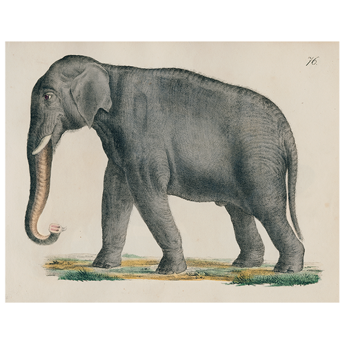 Elephant 76 (p 25)