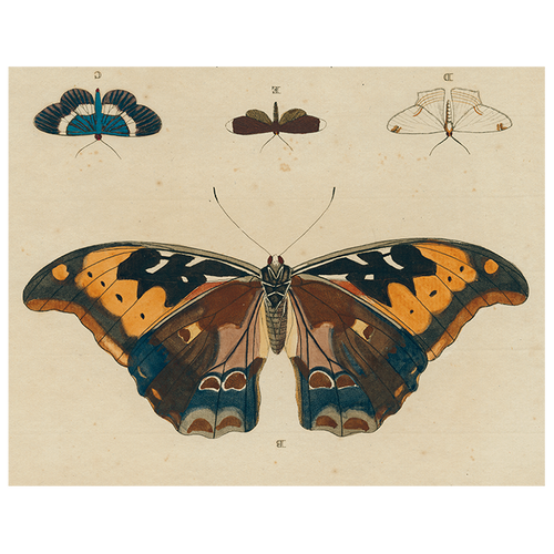 Brown Butterfly B (p 26)