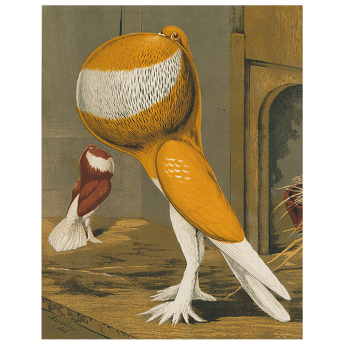 Pouter Cock Pigeon, Orange (p 28)