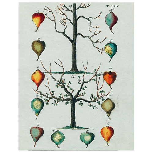 Pears, Tree (p 30)