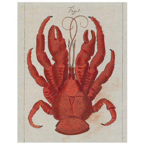 Lobster Top (p 35)