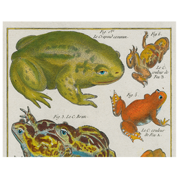 Frogs (p 39)