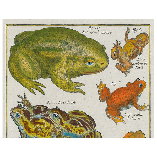 Frogs (p 39)
