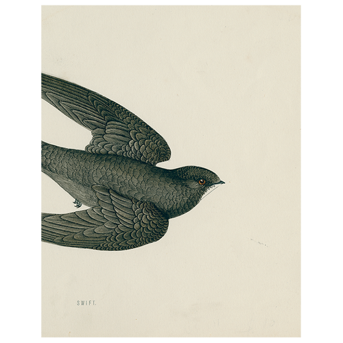 Swift Bird (Swallow) (p 46)