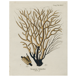 Brown Coral (p 47)