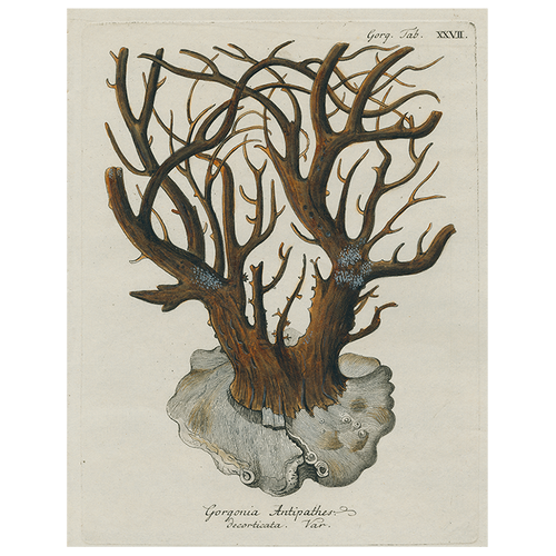 Black Coral - Gorgonia (p 48)