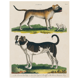 Bulldog / Mastiff (p 62)