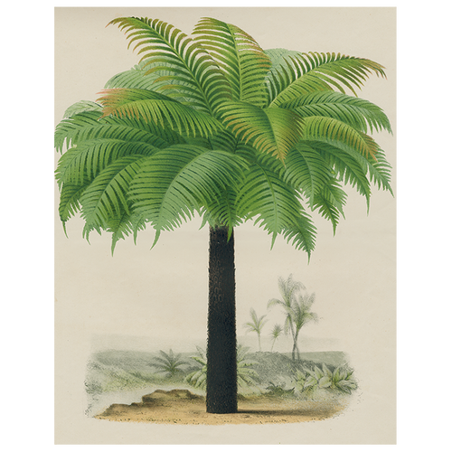 Palm (p 67) - FINAL SALE