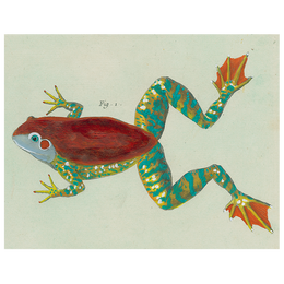 Frog (p 73)