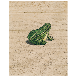 Frog Prince (p 81)