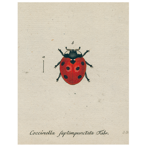 Red Ladybug (p 93)