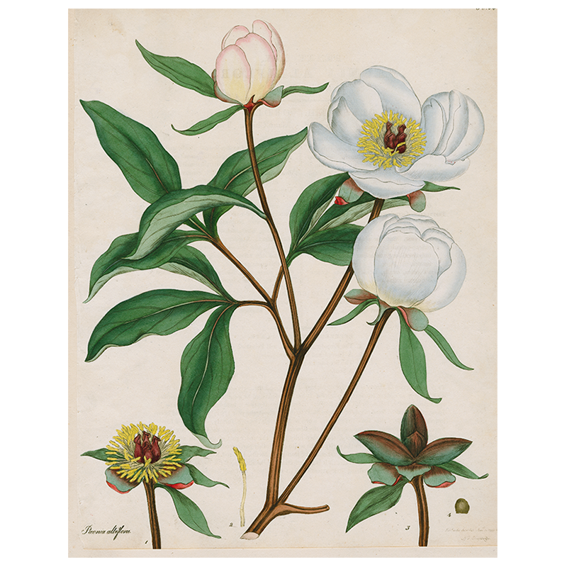 Peonies (p 95)