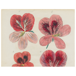 Six Pelargonium (p 97)