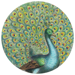 Peacock Portrait - FINAL SALE