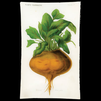 IV - Betteraves Globe Jaune (Vegetable)