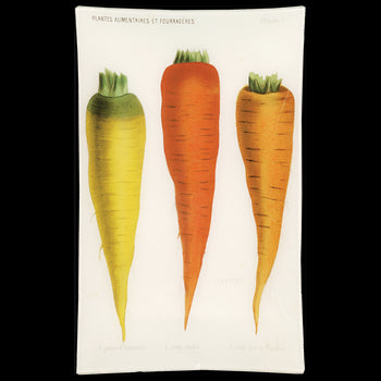 V - Carottes de Flandre (Vegetable)
