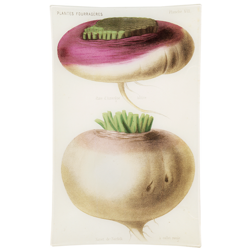 VIII - Navet a collet rouge (Vegetable)