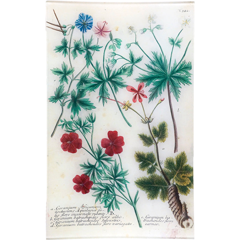 N. 542 African Geranium