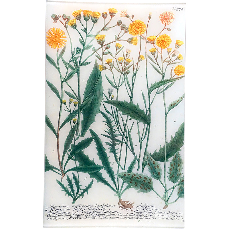 N. 574 Yellow Hawkweed