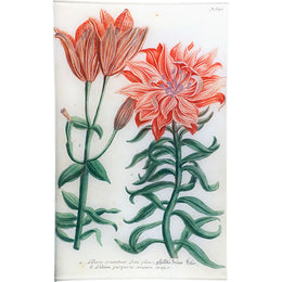 N. 656 Lily