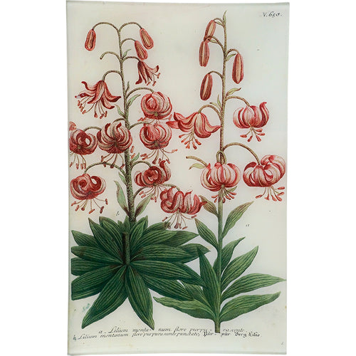 N. 658 Wood Lily