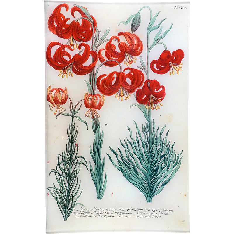 N. 660 Martagon Lily