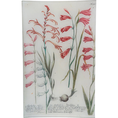 N. 546 African Gladiolus