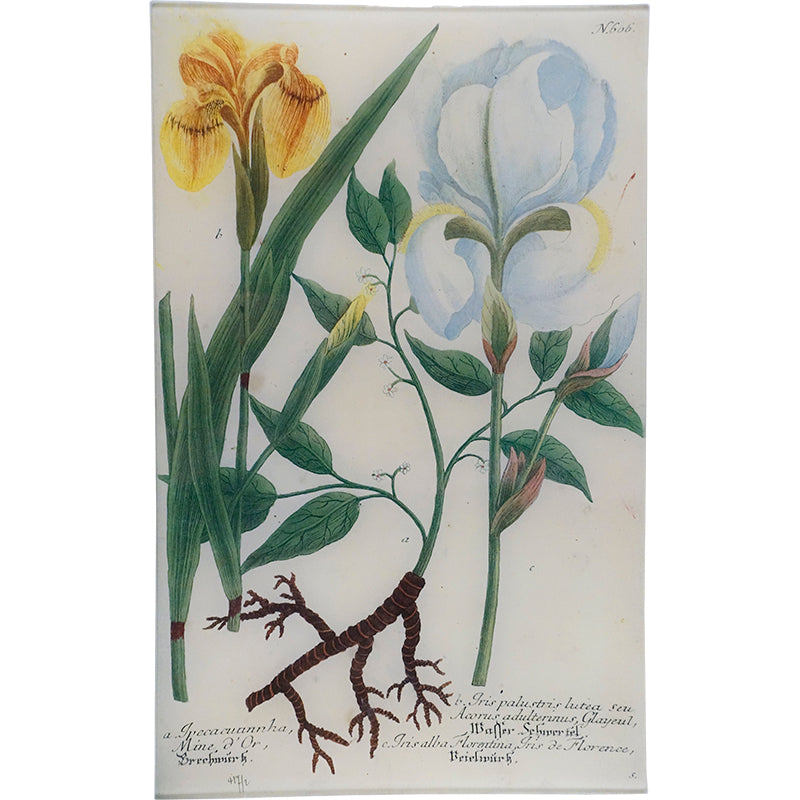 N. 606 Yellow Iris