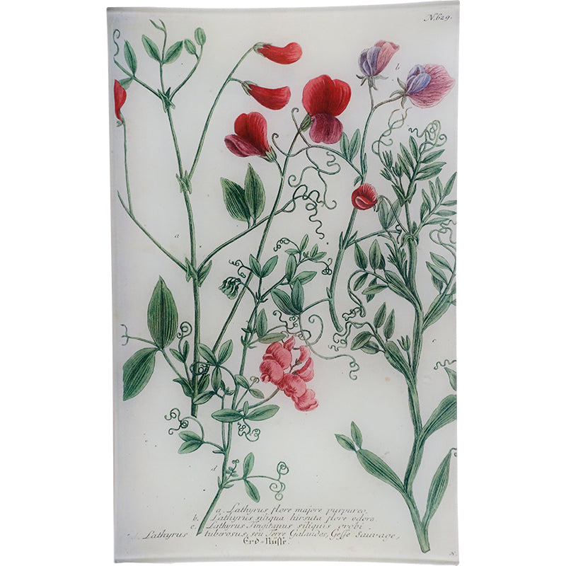 N. 629 Tangier Pea