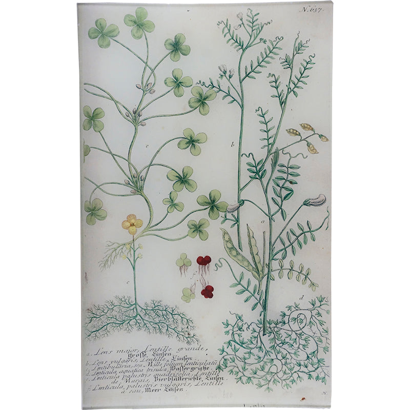 N. 637 Lentille