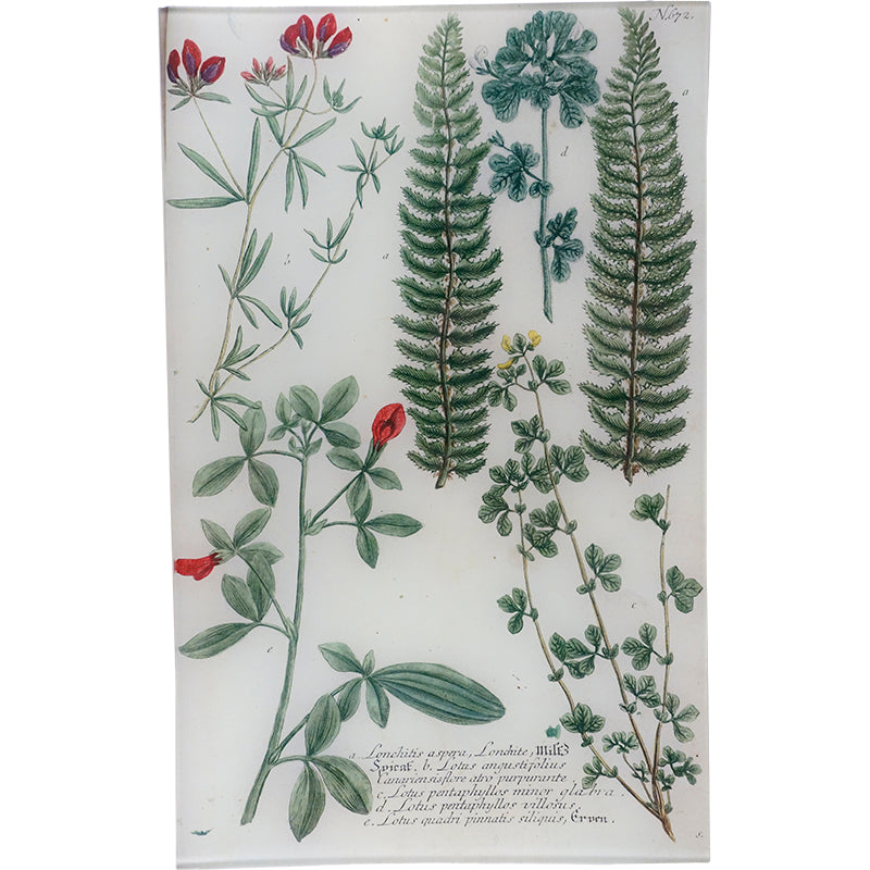 N. 672 Lonchite Fern